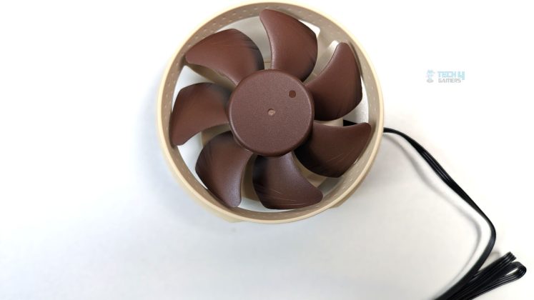 The Fan